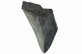 Partial, Fossil Megalodon Tooth - Serrated Blade #374955-1